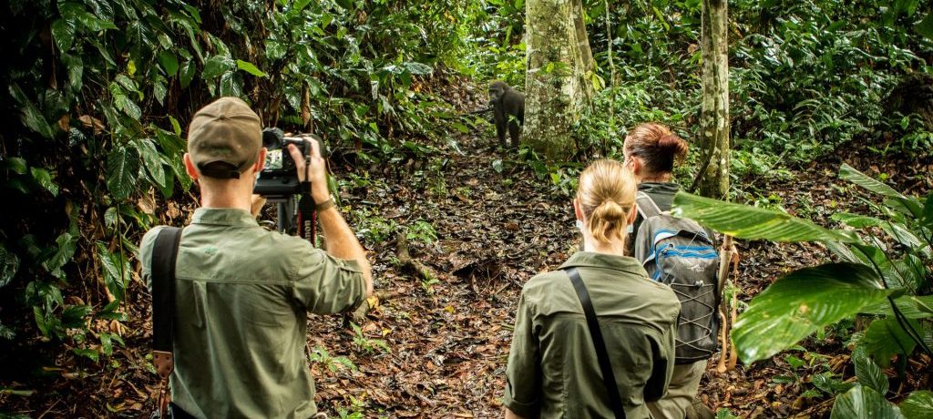 Odzala National Park laagland gorilla tracking, Klimaat congo