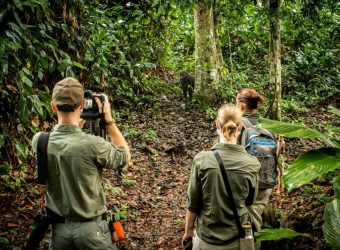 Odzala National Park laagland gorilla tracking, Klimaat congo