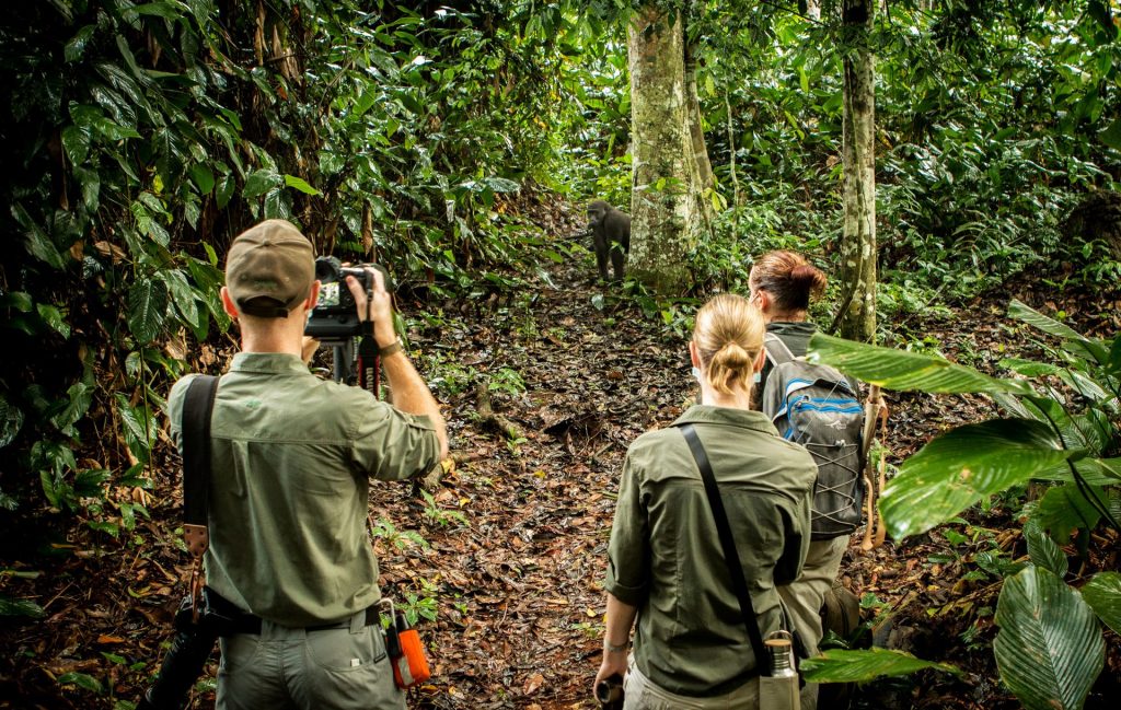 Odzala National Park laagland gorilla tracking, Klimaat congo