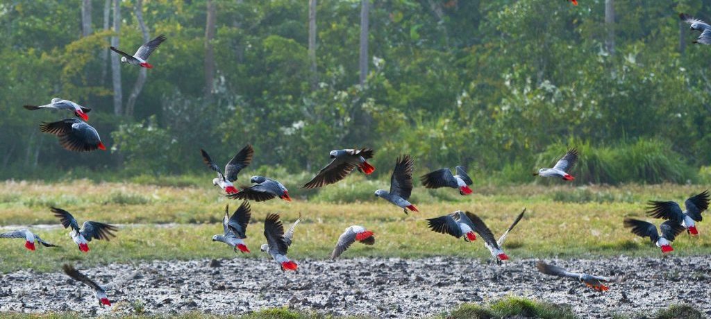 Odzala National Park