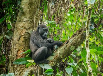 Odzala National Park