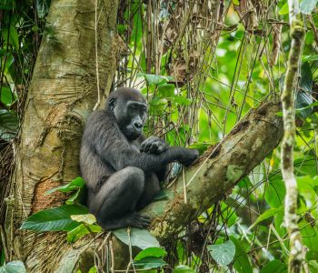 Odzala National Park