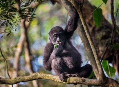 Veel gestelde vragen over Congo, Odzala