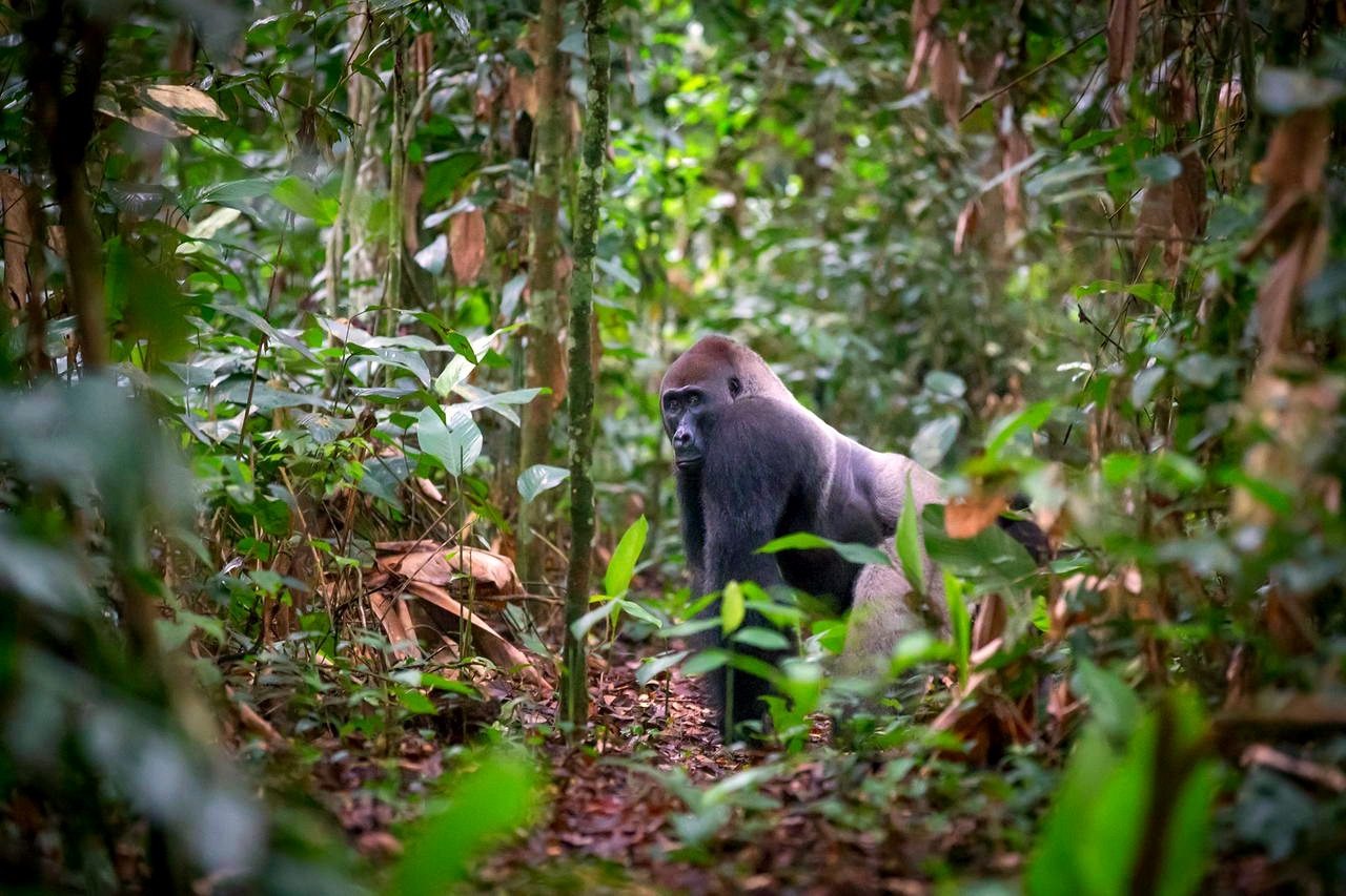 Odzala National Park