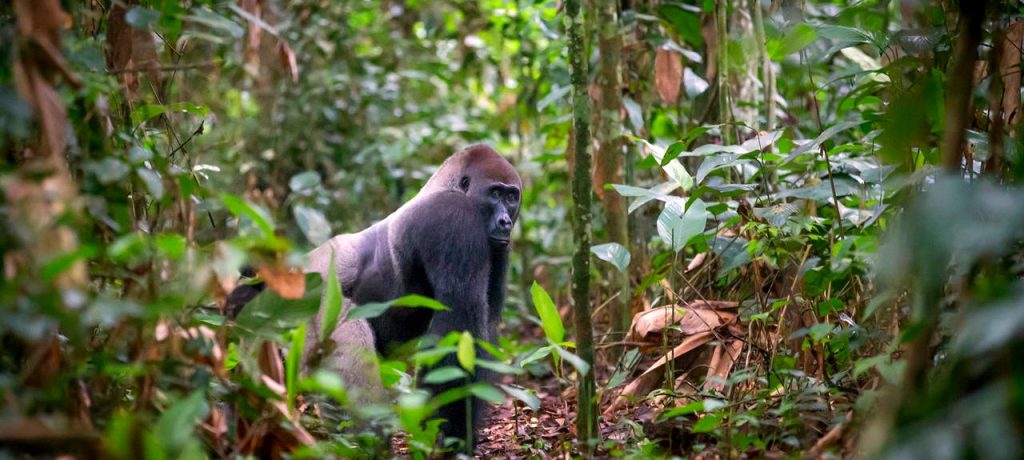 Odzala National Park laagland gorilla