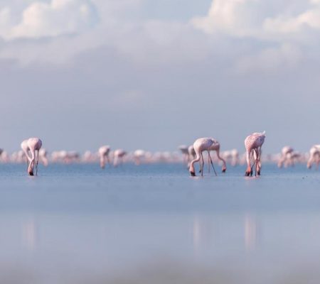 Flamingo