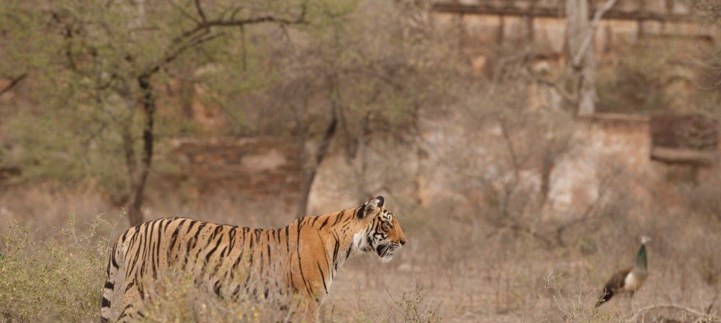 Ranthambore