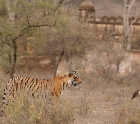 Ranthambore