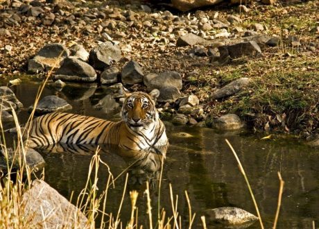 Tijger, Ranthambore, India - Shutterstock