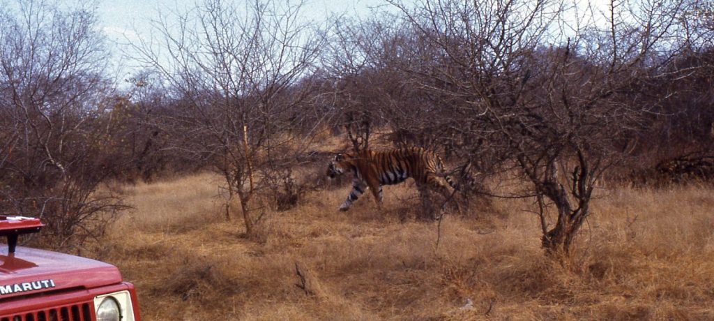 Bengaalse tijger in Ranthambore National Park