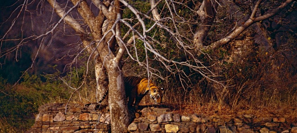 Bengaalse tijger in Ranthambore National Park