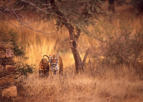 Bengaalse tijgers in Ranthambore National Park