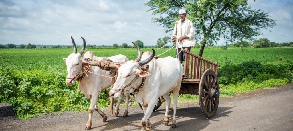 Boer, Ranthambore, India - Shutterstock Ranthambore treinreis