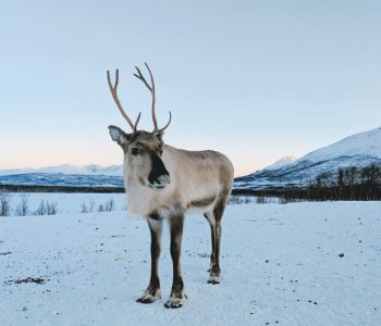 Rendier IJsland