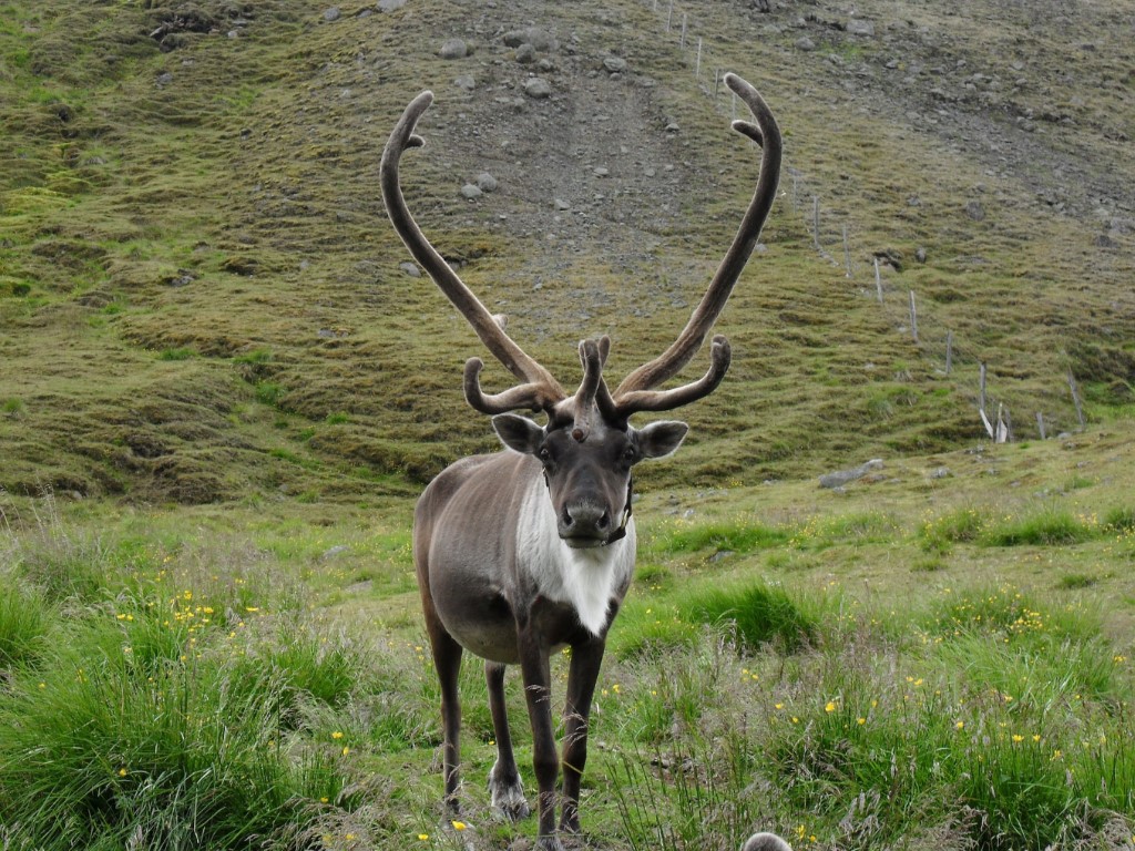 Rendieren IJsland