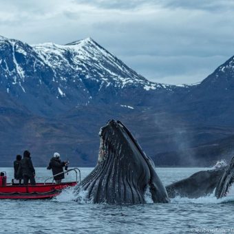Noord Noorwegen, Bultruggen en andere walvissen, Lyngenfjord, Skjervoy Noorwegen