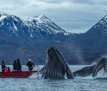 Noord Noorwegen, Bultruggen en andere walvissen, Lyngenfjord, Skjervoy Noorwegen