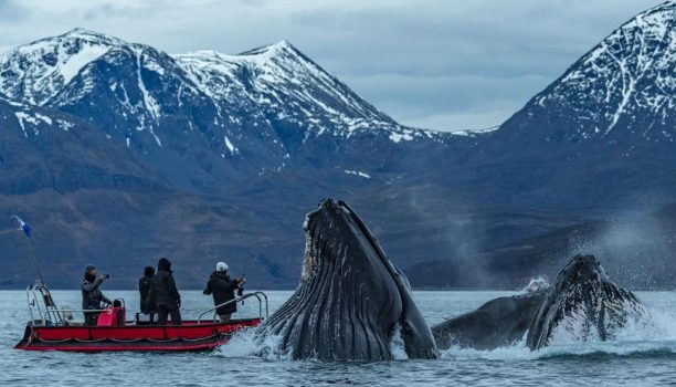 Noord Noorwegen, Bultruggen en andere walvissen, Lyngenfjord, Skjervoy Noorwegen