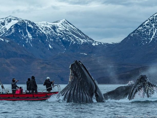 Noord Noorwegen, Bultruggen en andere walvissen, Lyngenfjord, Skjervoy Noorwegen