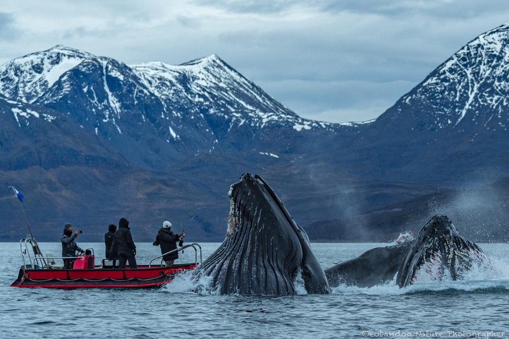 Noord Noorwegen, Bultruggen en andere walvissen, Lyngenfjord, Skjervoy Noorwegen