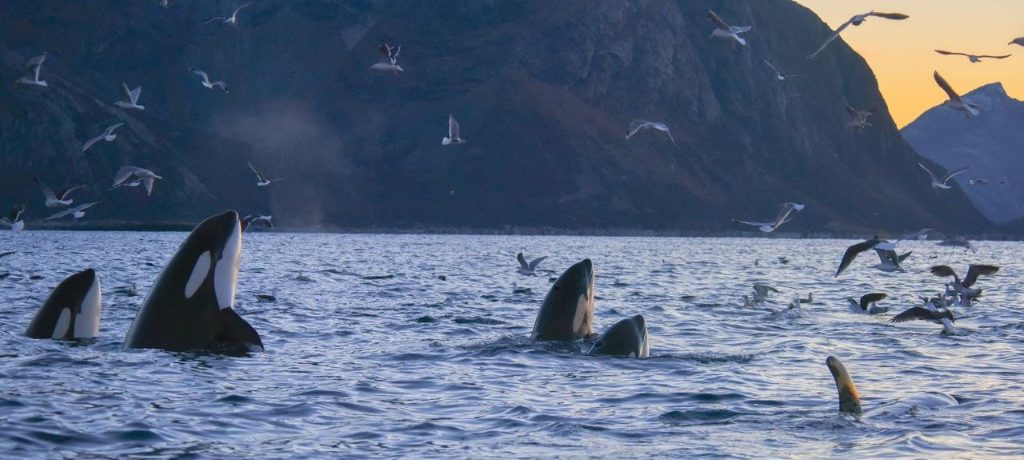 Orka safari, Lyngenfjord, Noorwegen