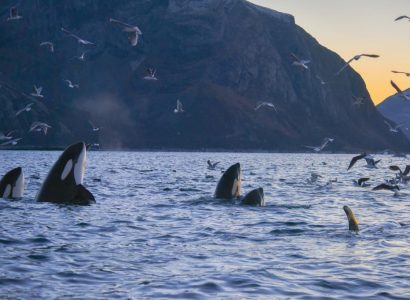 Orka safari, Lyngenfjord, Noorwegen