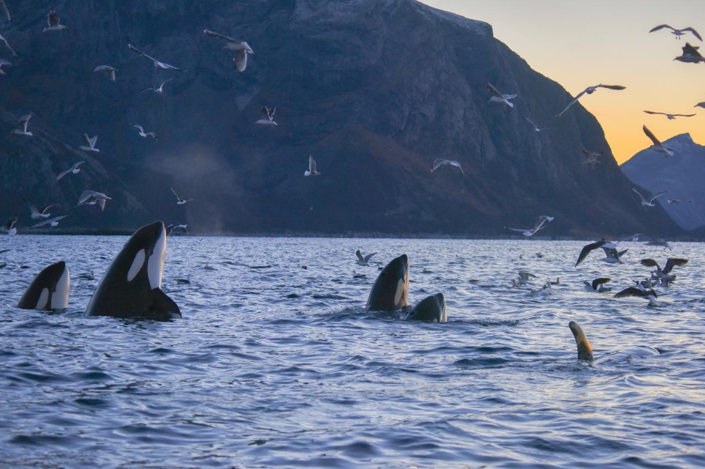 Orka safari, Lyngenfjord, Noorwegen