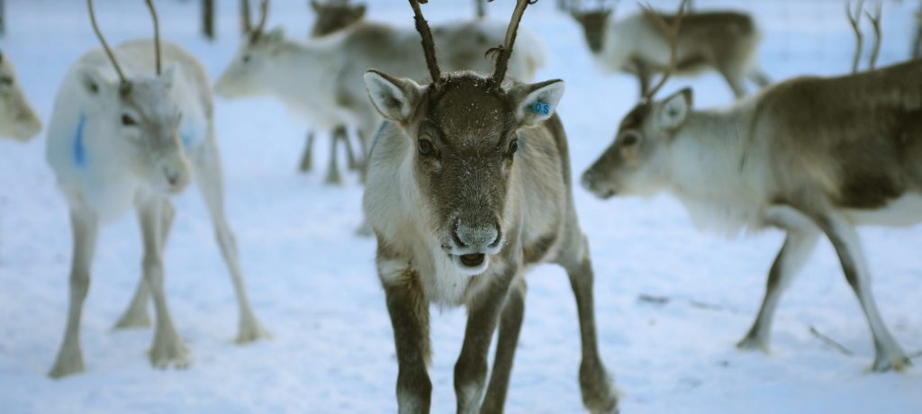 Rendieren - Pixabay Rendieren - Pixabay