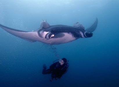 Grote zeedieren in de Malediven