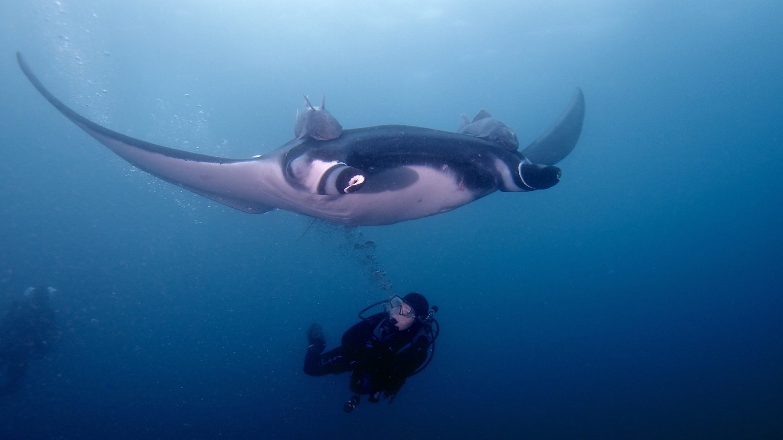 Grote zeedieren in de Malediven