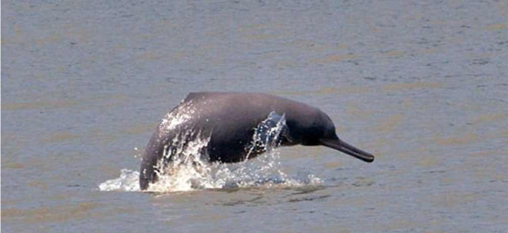Ganges rivier dolfijn