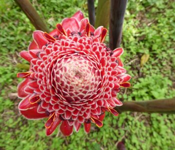 Tuin Pousada Roça Bombaim