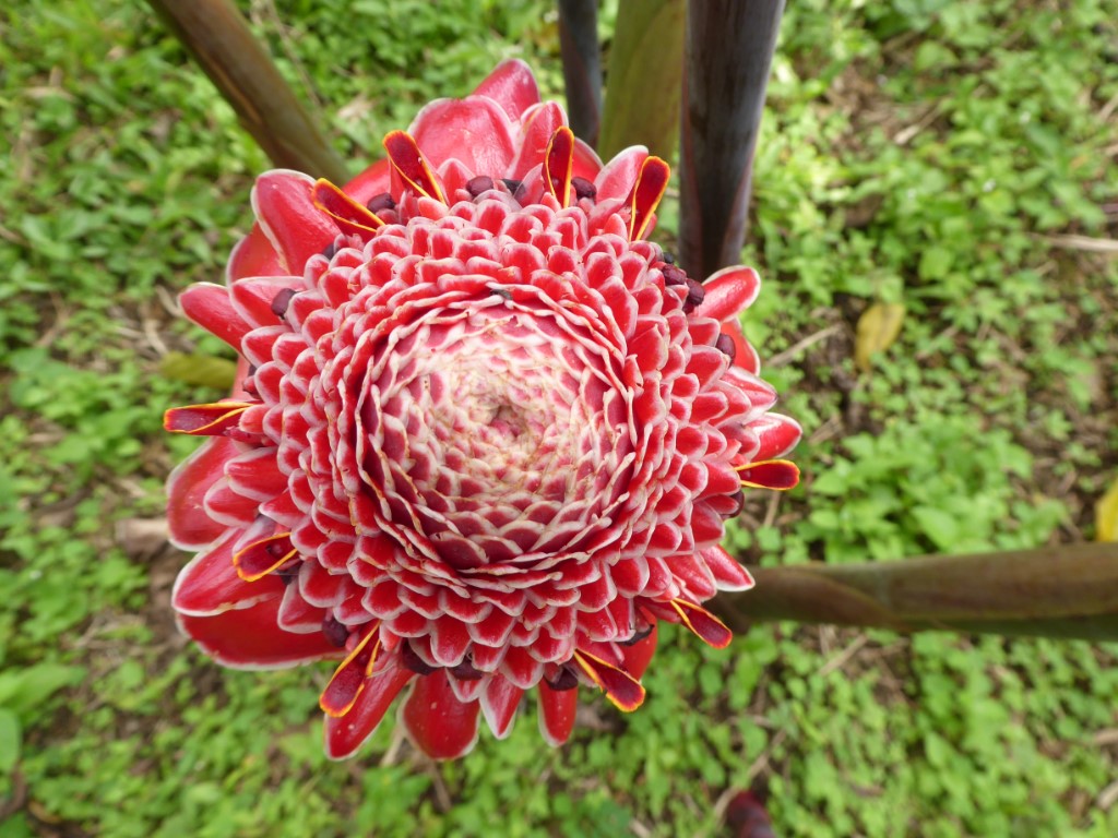 Tuin Pousada Roça Bombaim