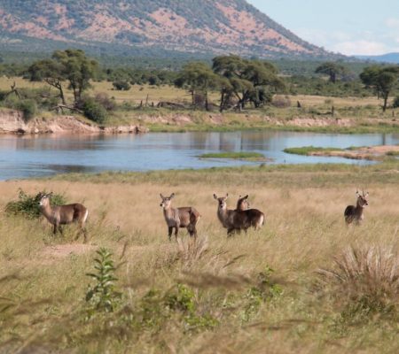 Ruaha