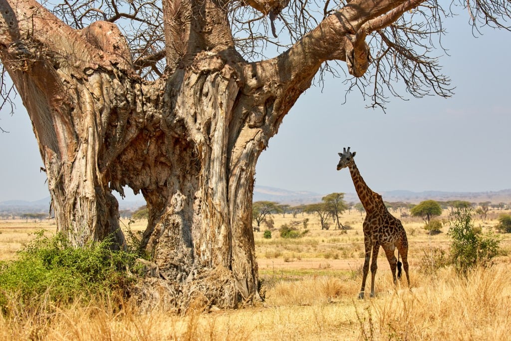 Ruaha