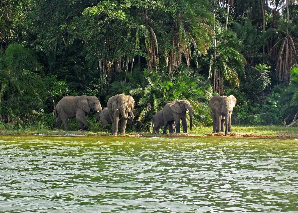 Rubondo Island