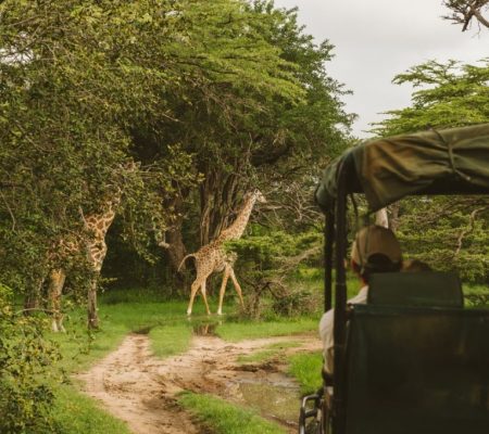 Game drive