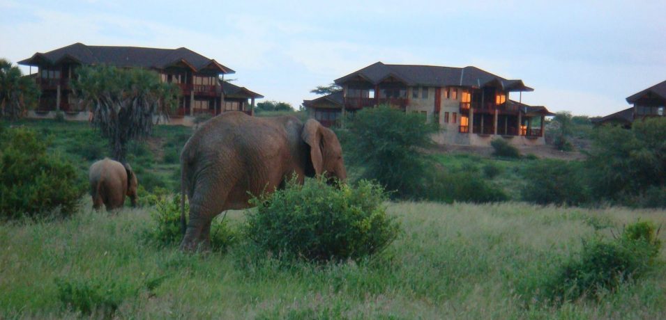 Samburu Simba Lodge