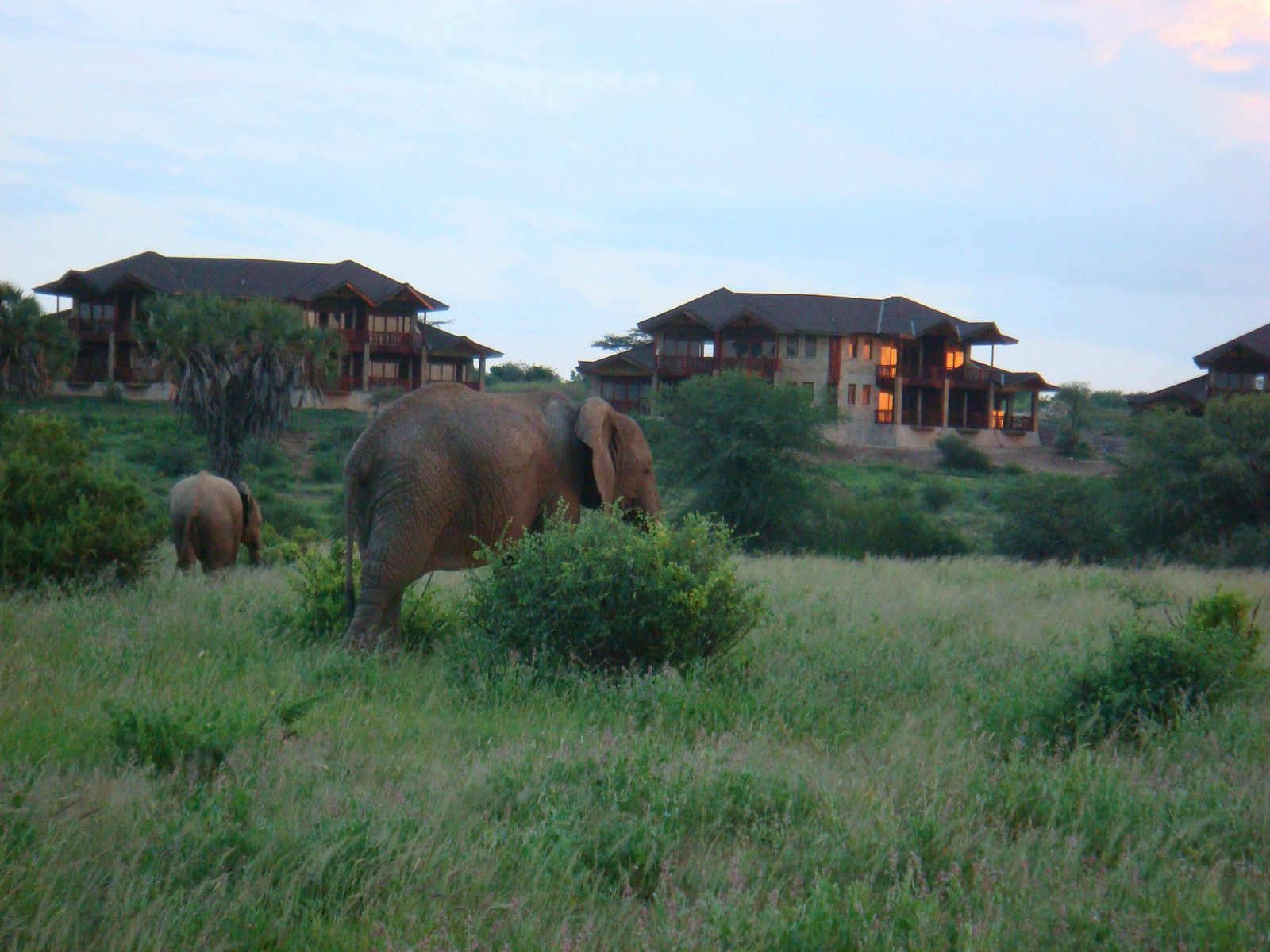 Samburu Simba Lodge