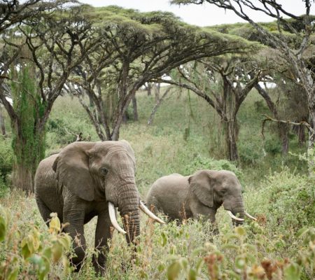 Ngorongoro