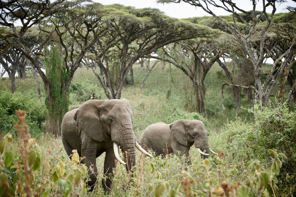 Ngorongoro