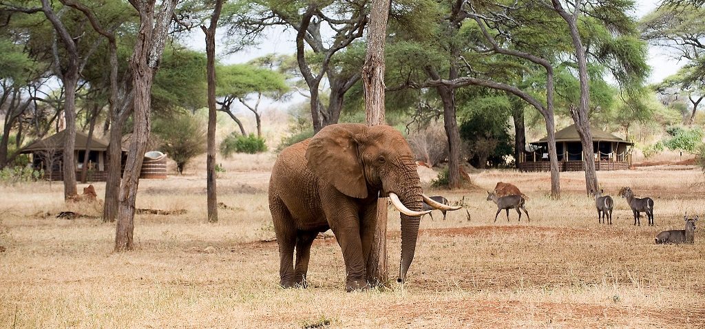 Sanctuary Swala Camp