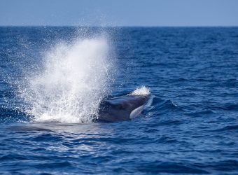 Sao Miguel walvissen en dolfijnen spotten
