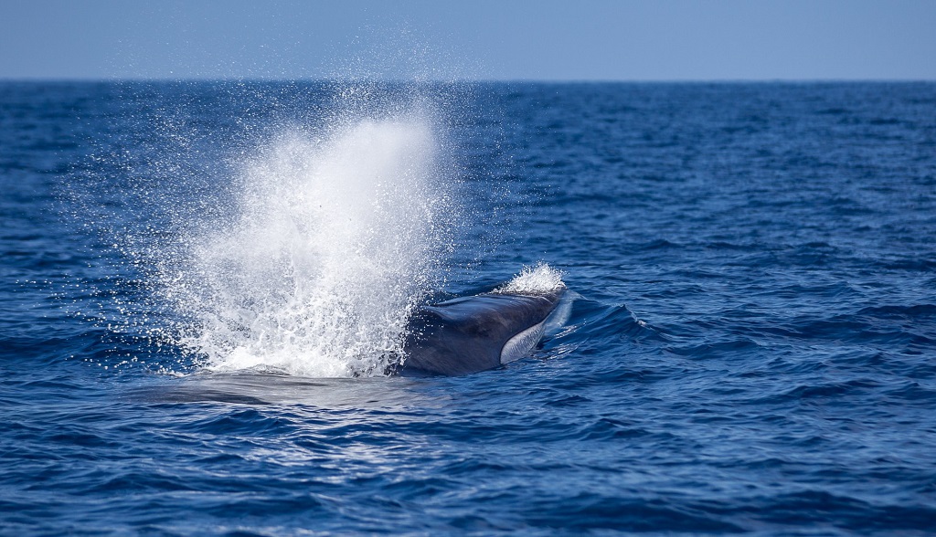Sao Miguel walvissen en dolfijnen spotten