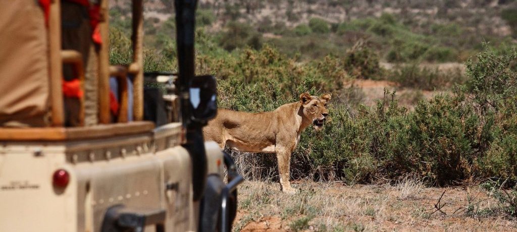 Game drive Sumburu