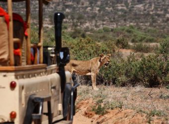 Game drive Sumburu