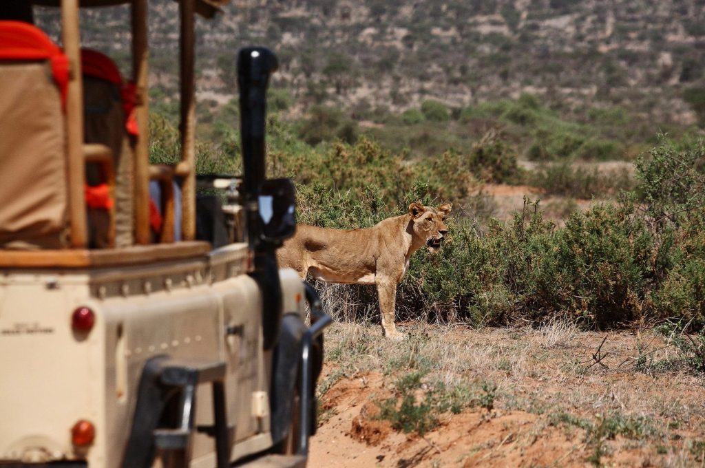 Game drive Sumburu
