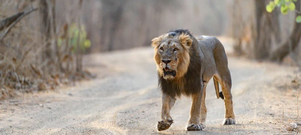 Sasan Gir, India