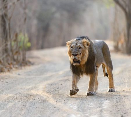 Sasan Gir, India