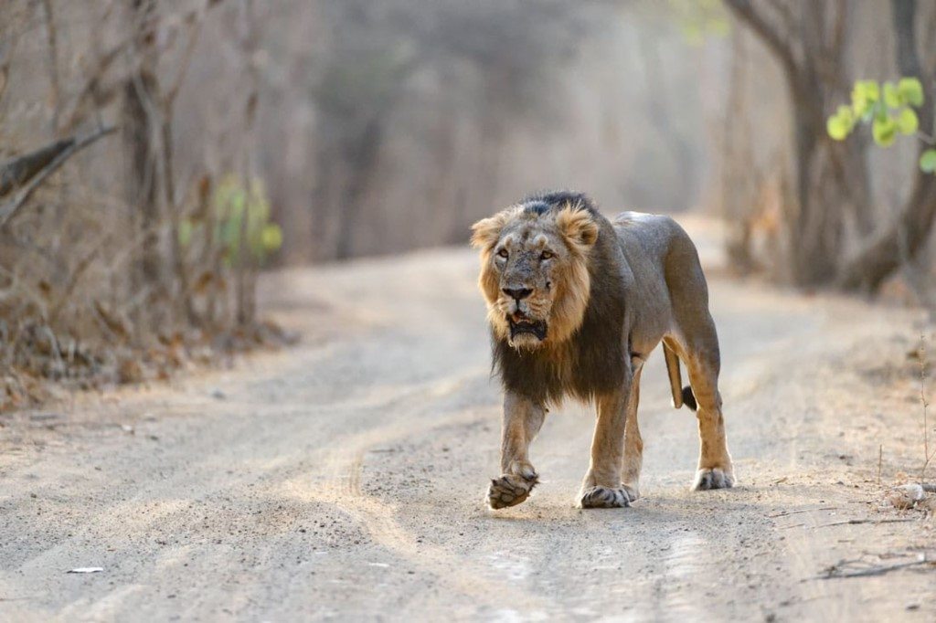 Sasan Gir, India